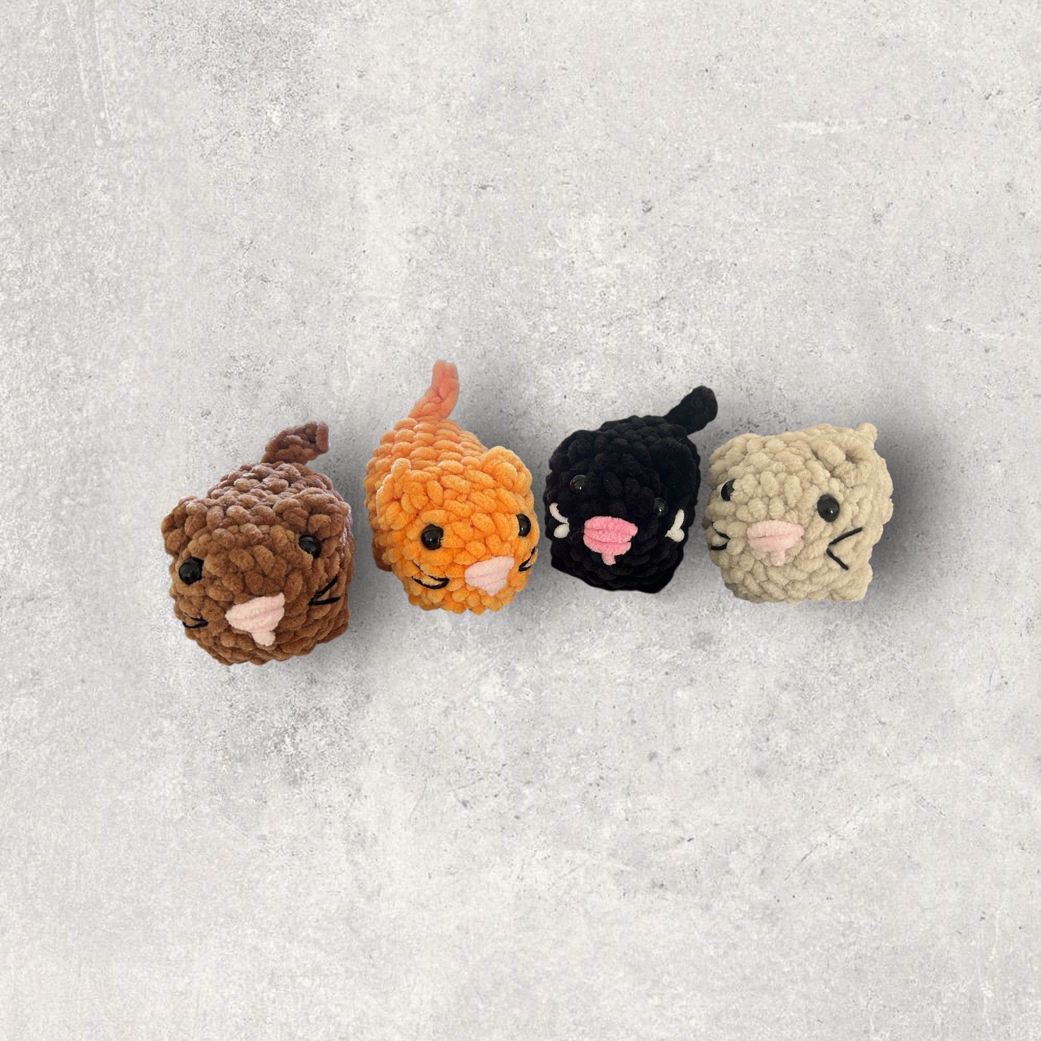 Petit chaton câlin
